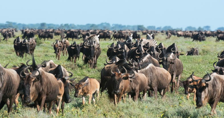 10 Days wildebeest Migration Safari - Tarangire, Ndutu, Serengeti, Ngorongoro Crater and Lake Manyara