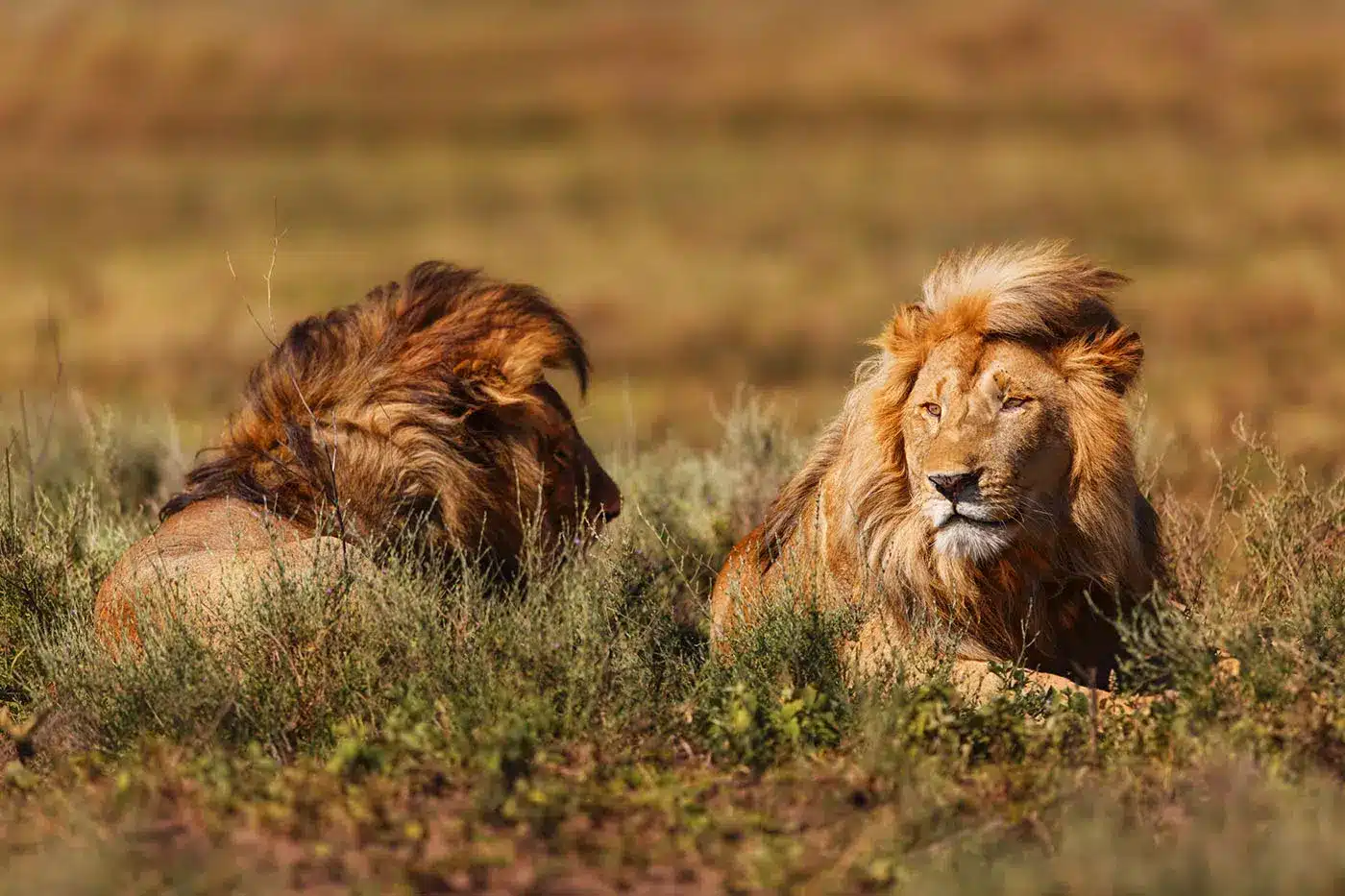 2 Day Tanzania Lodge Safari