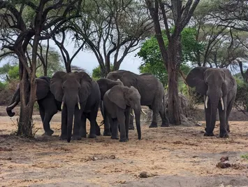 2 Days Tanzania  Camping  Safari  - Tarangire  and Ngorongoro Crater 
