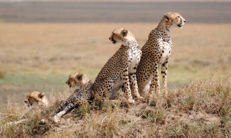 3 Day Tanzania  Safari - Ngorongoro Crater and Serengeti