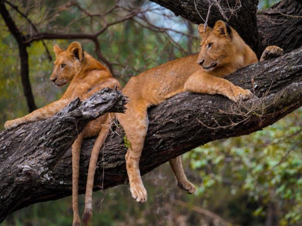 3 Days Budget Camping Safari -Lake  Manyara, Tarangire and Ngorongoro Crater