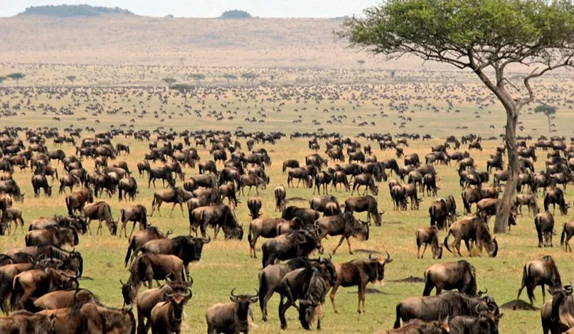 4 Days Ndutu Migration Safari - Serengeti and Ngorongoro Crater 