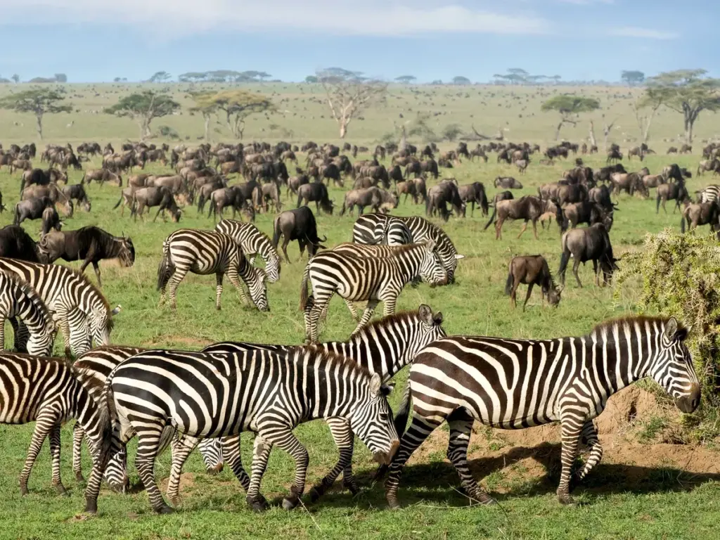 4 Days Tanzania Camping  Safari  - Tarangire,  Serengeti and Ngorongoro Crater 