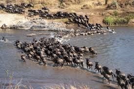 4 Days Serengeti Wildebeest Migration