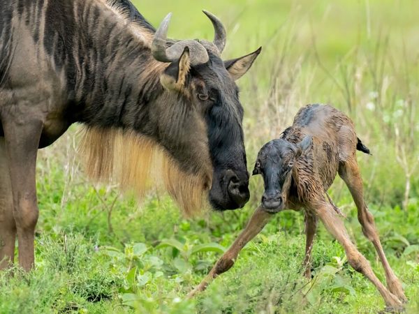 5 Day Serengeti Wildebeest Migration Safari