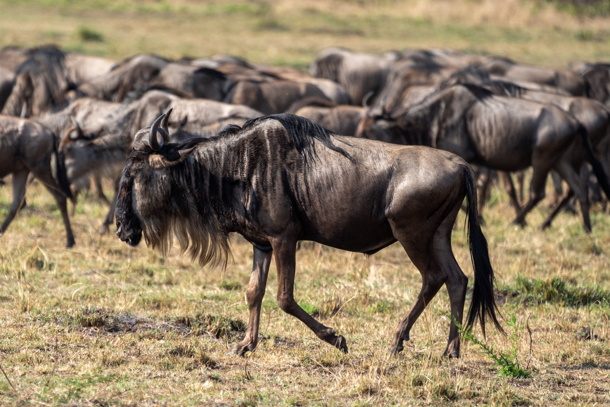 5 Days Serengeti Wildebeest Migration