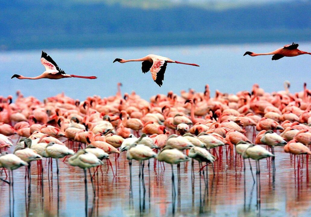5 Days Tanzania camping Safari Tarangire, Serengeti ,Lake Manyara National Park and Ngorongoro Crater