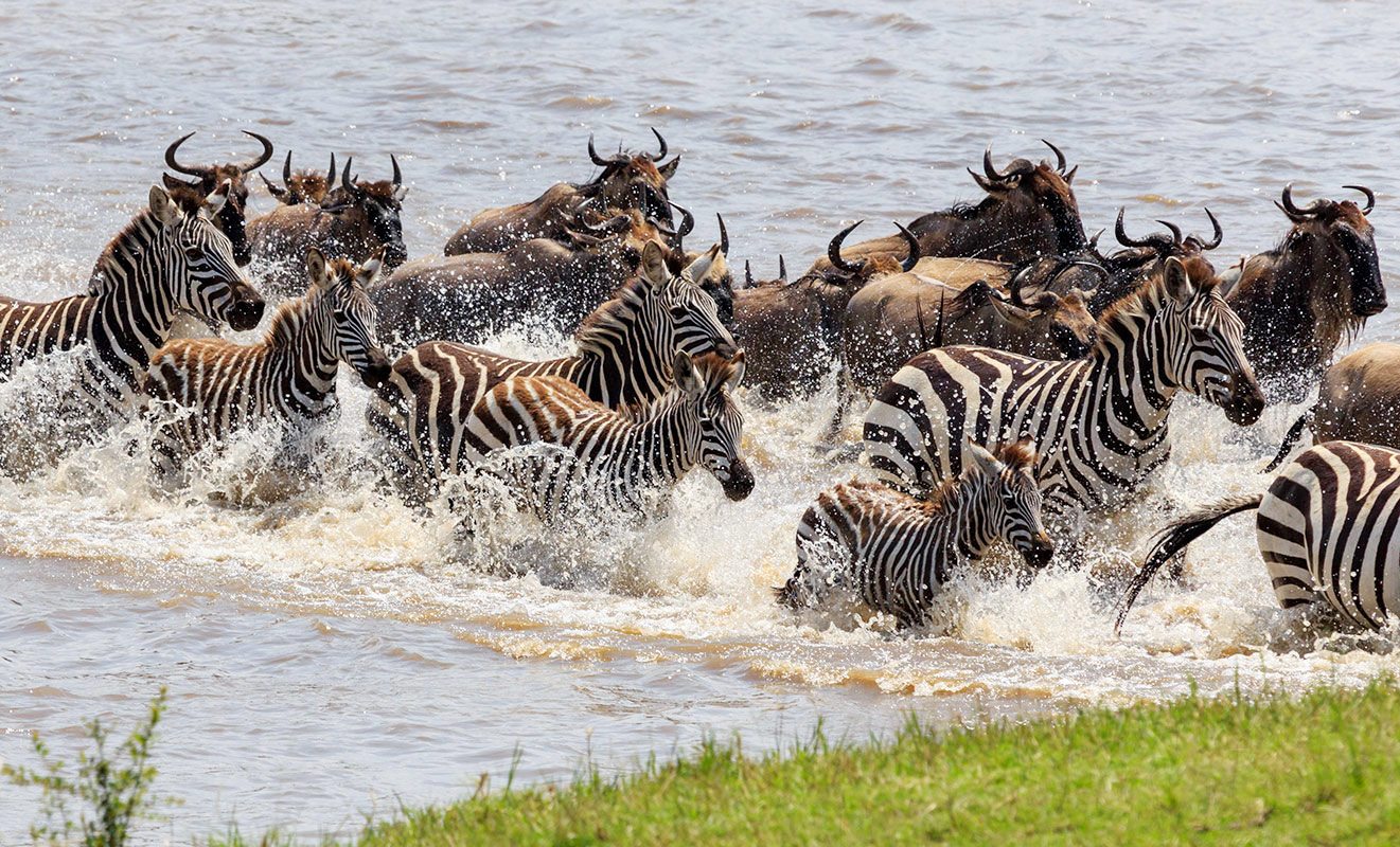 5 Days Western Corridor  Safari - Serengeti, Grumeti and Ngorongoro Crater 