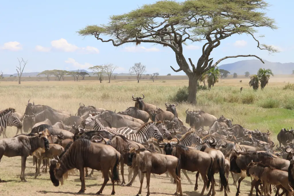 6 Days Serengeti wildebeest Migration