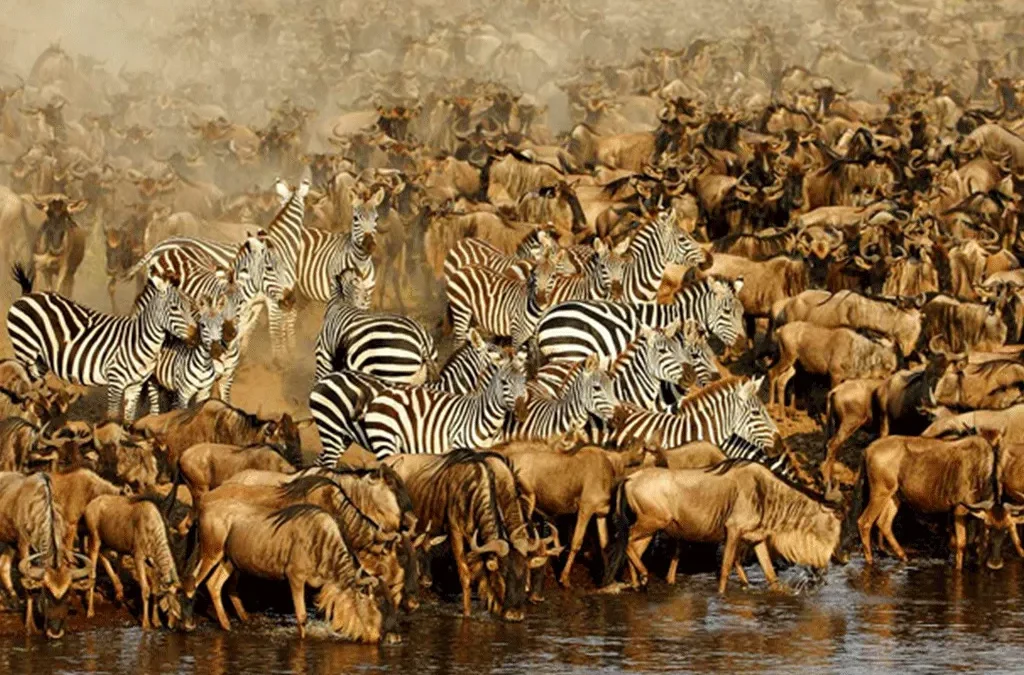 6 Days Western Corridor  Safari - Tarangire, Serengeti and Ngorongoro Crater