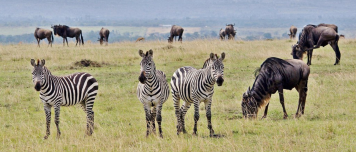 7 Day Serengeti Wildebeest Migration Safari