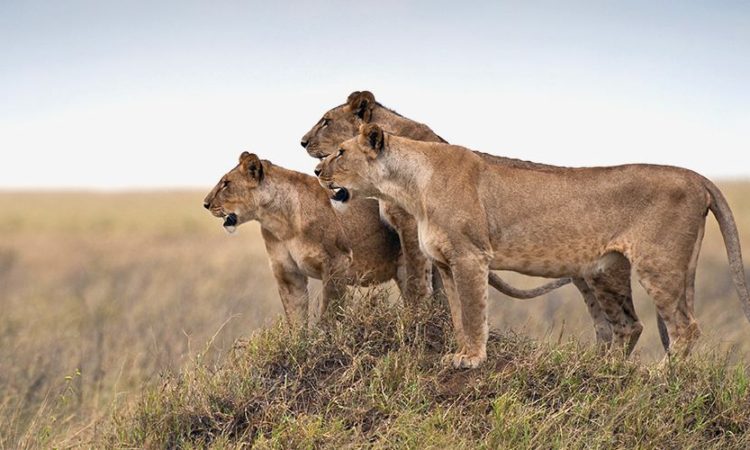 7 Days Western Corridor  Safari -Tarangire , Serengeti  and Ngorongoro Crater 