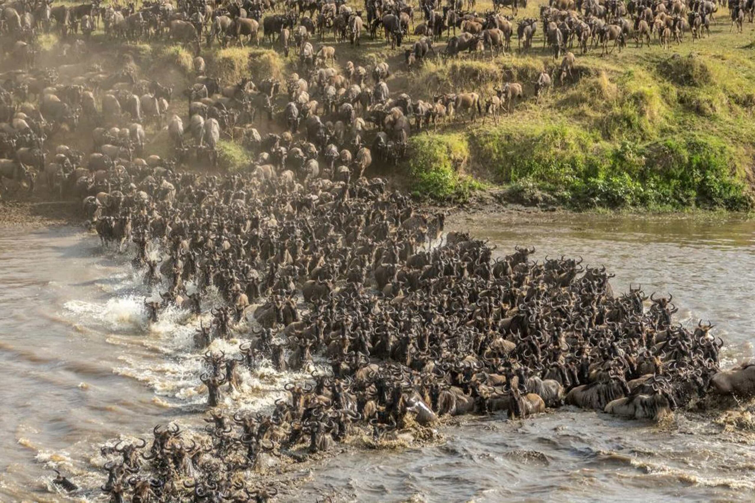 8 Days Serengeti wildebeest Migration