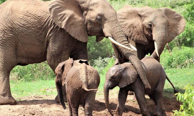 8 Days Tanzania Lodge Safari - Arusha, Tarangire, Manyara, Serengeti and Ngorongoro