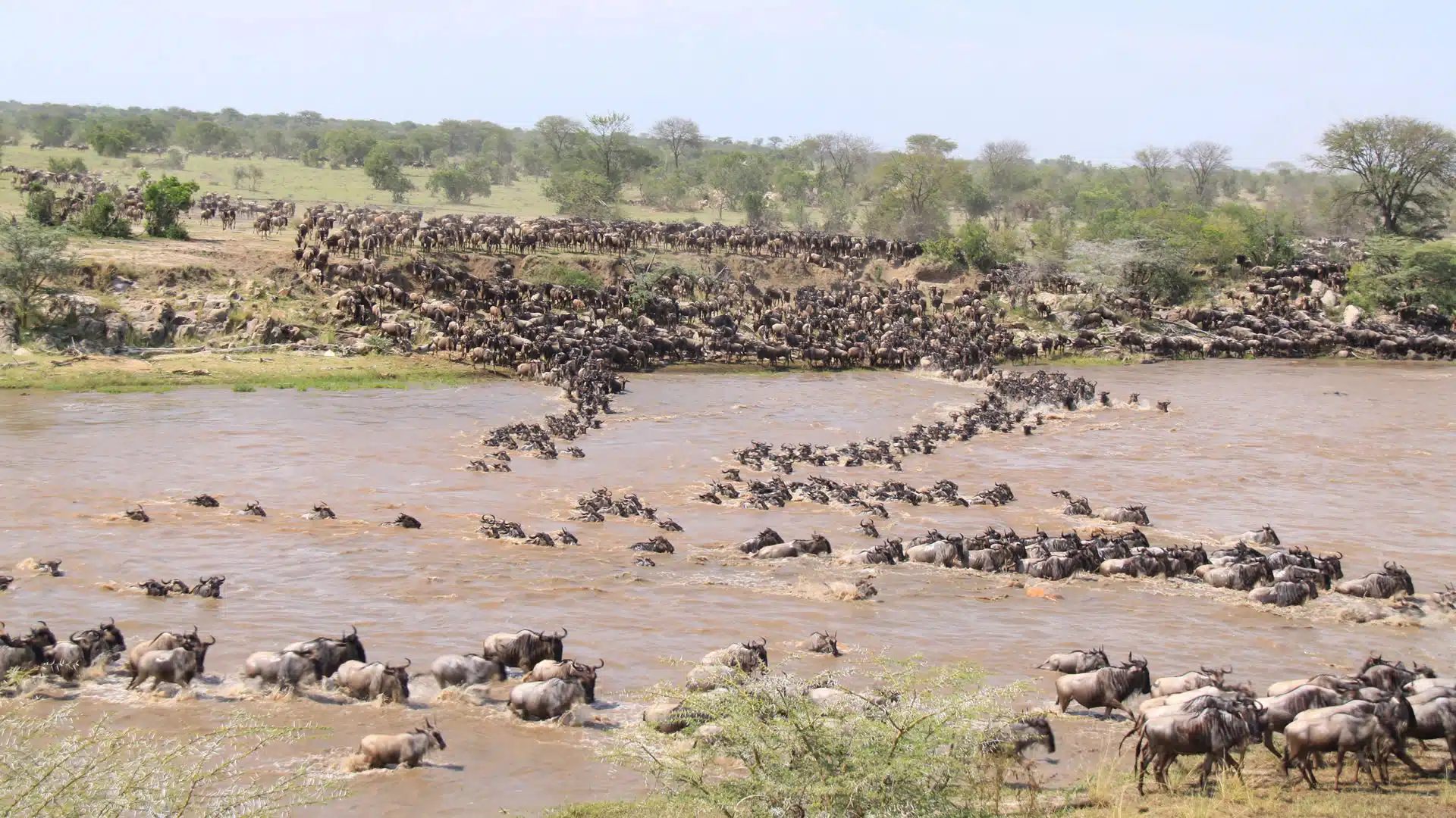 9 Days wildebeest Migration Safari - Tarangire, Ndutu, Serengeti, Ngorongoro Crater and Lake Manyara