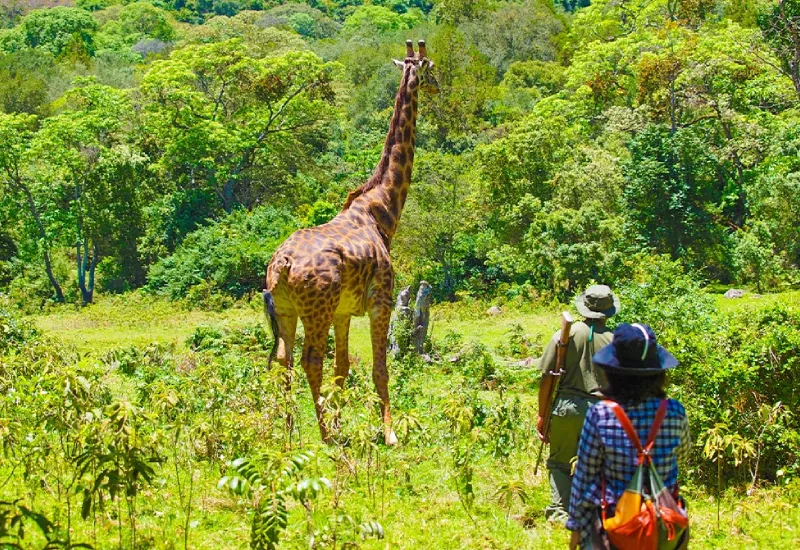Arusha National Park Day Trip Guide