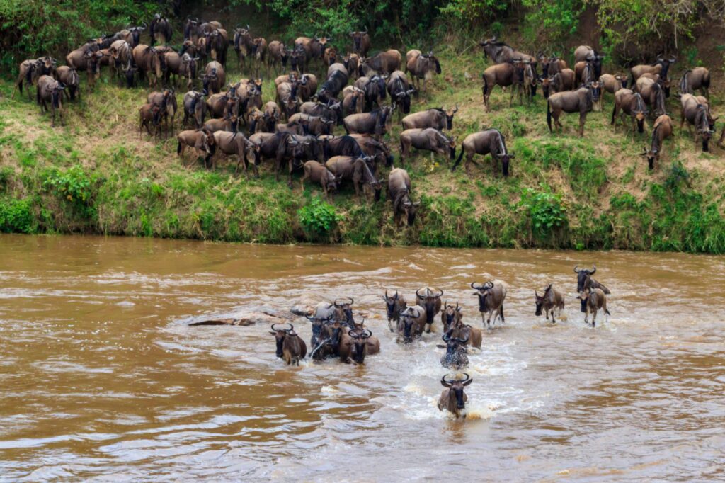 Great Migration Experience