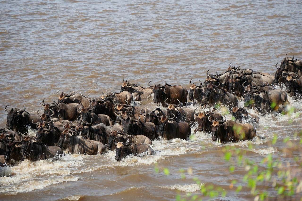 Serengeti Wildebeest Migration