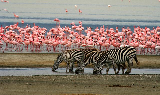 Lake Manyara National Park Safari Guide