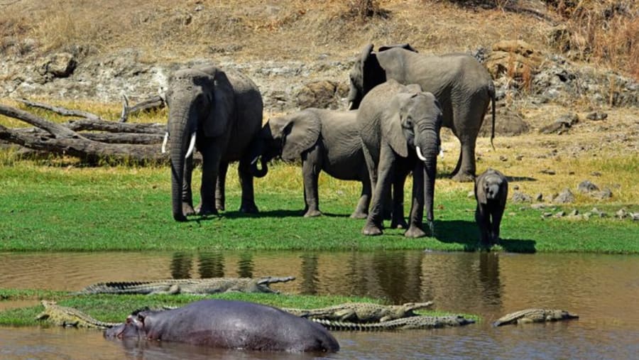 Ruaha National Park Guide