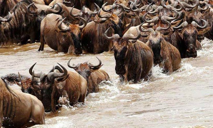 Serengeti Great Migration River Crossing Guide