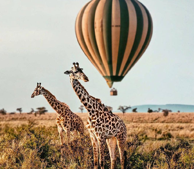 Serengeti Hot Air Balloon Safari Guide