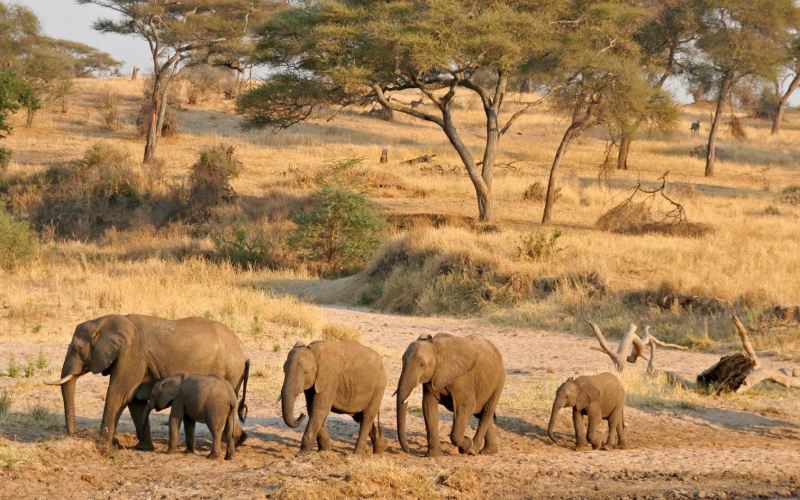 2- Days Tarangire National Park and Ngorongoro Conservation Area 