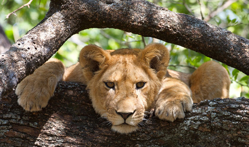 Wildlife Africa Safari