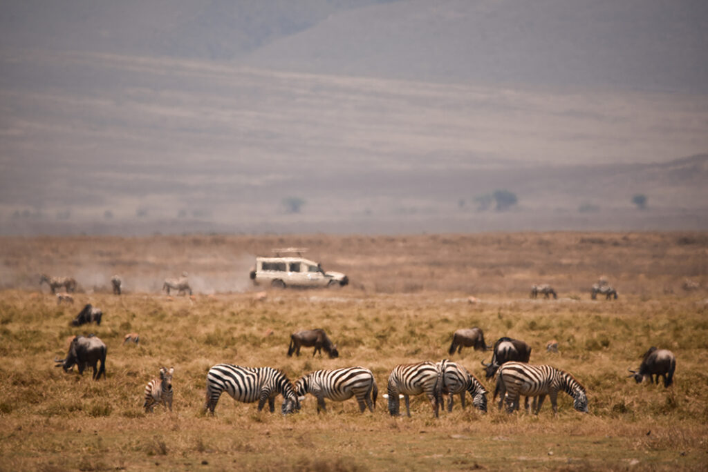 Safari-Tanzanie