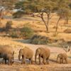 Best safari in Tanzania