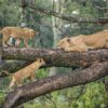 Tanzania safari tours
