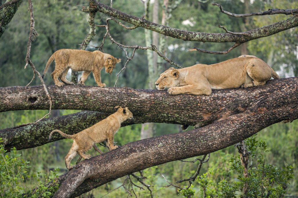 Tanzania safari tours