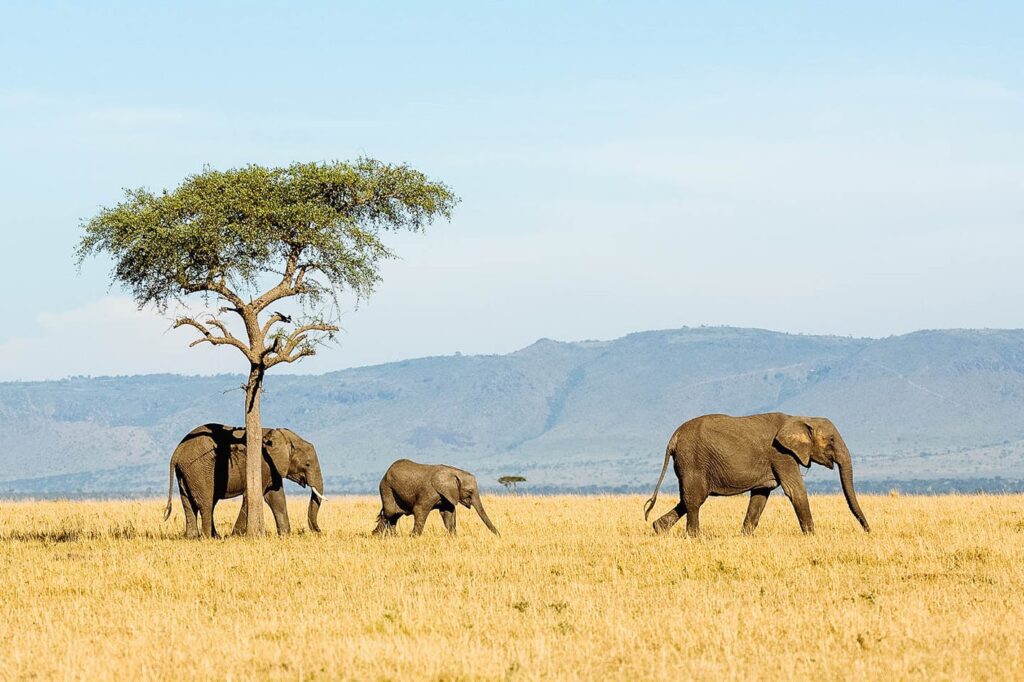 tanzania serengeti safari tours