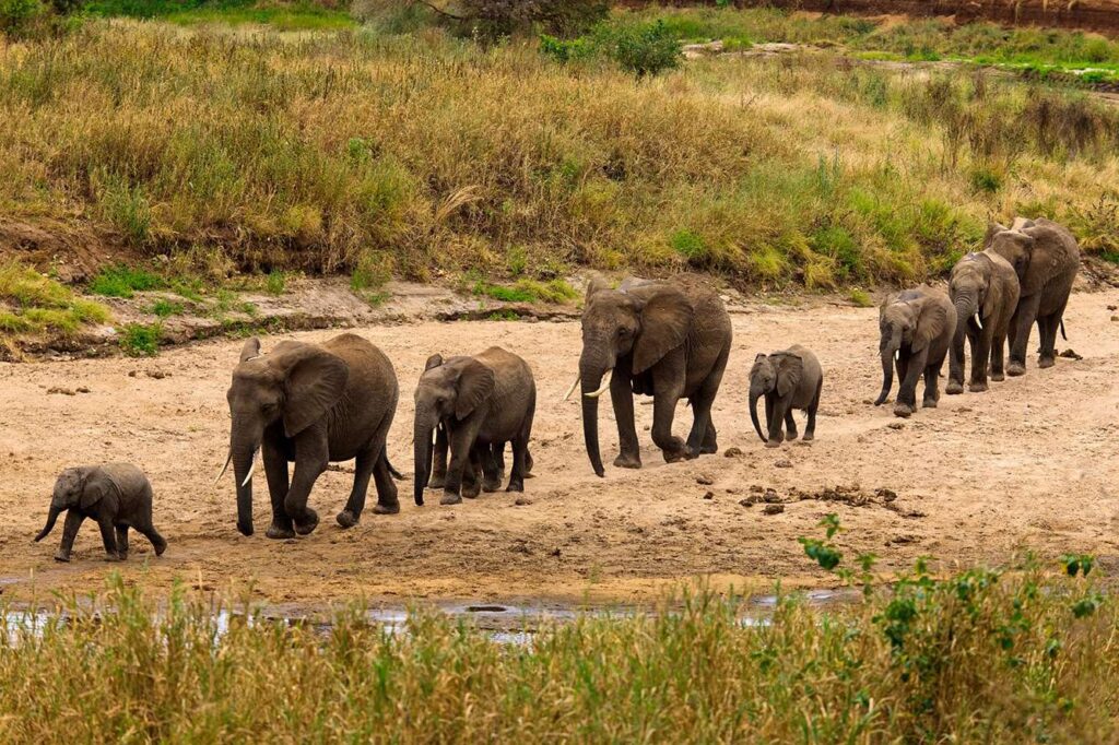 tanzania safari tour operators