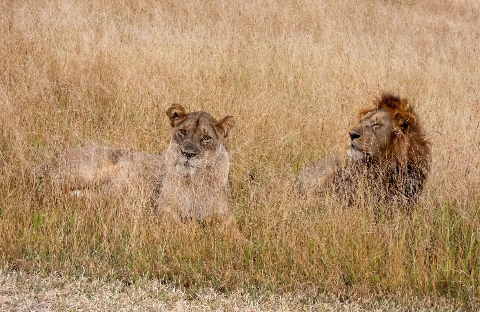 Spend three nights where the migration story can unfold
