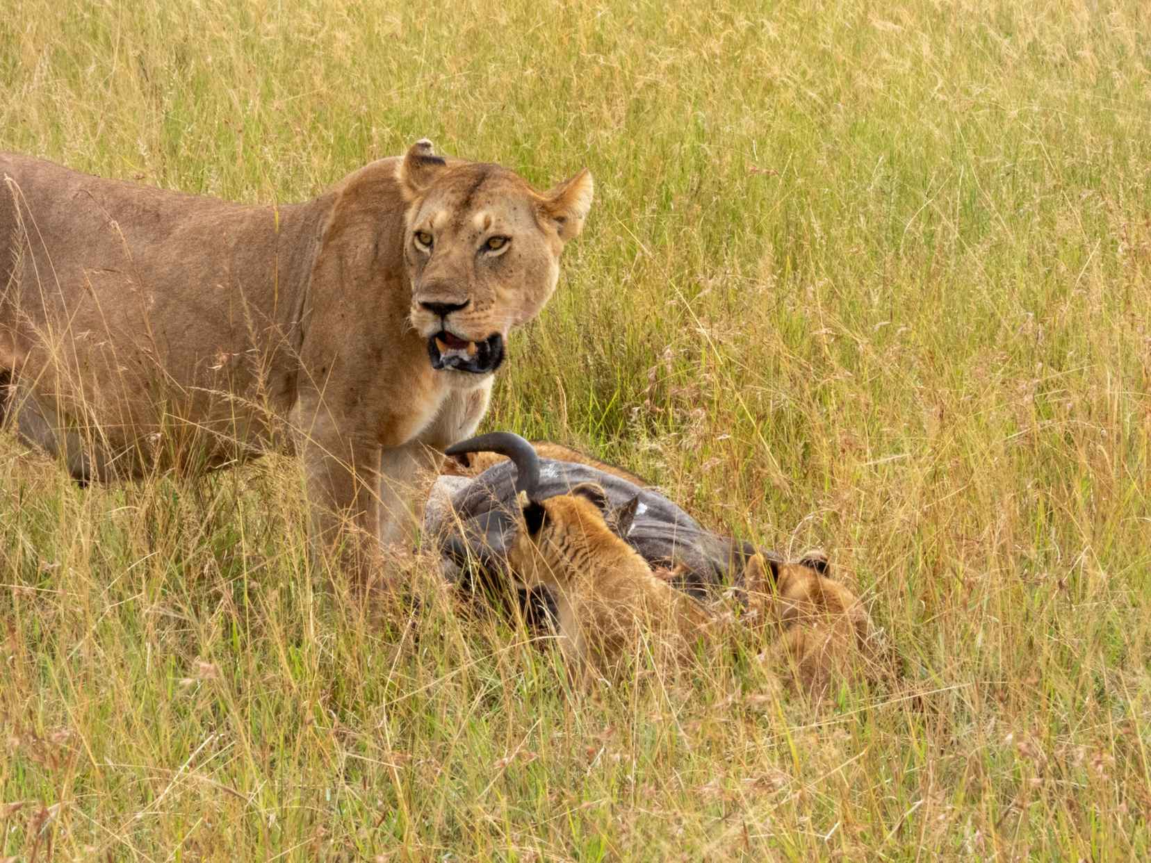 Lioness and cubs in Serengeti grassland