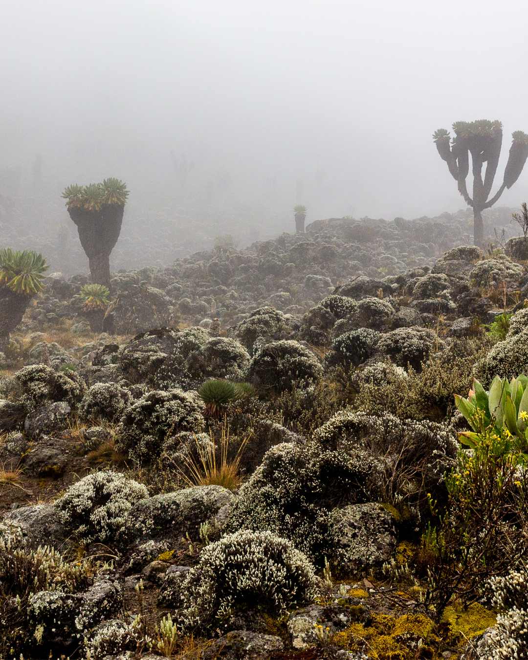 7 Days Machame Route Kilimanjaro guided climb with Serengeti Wild Tours
