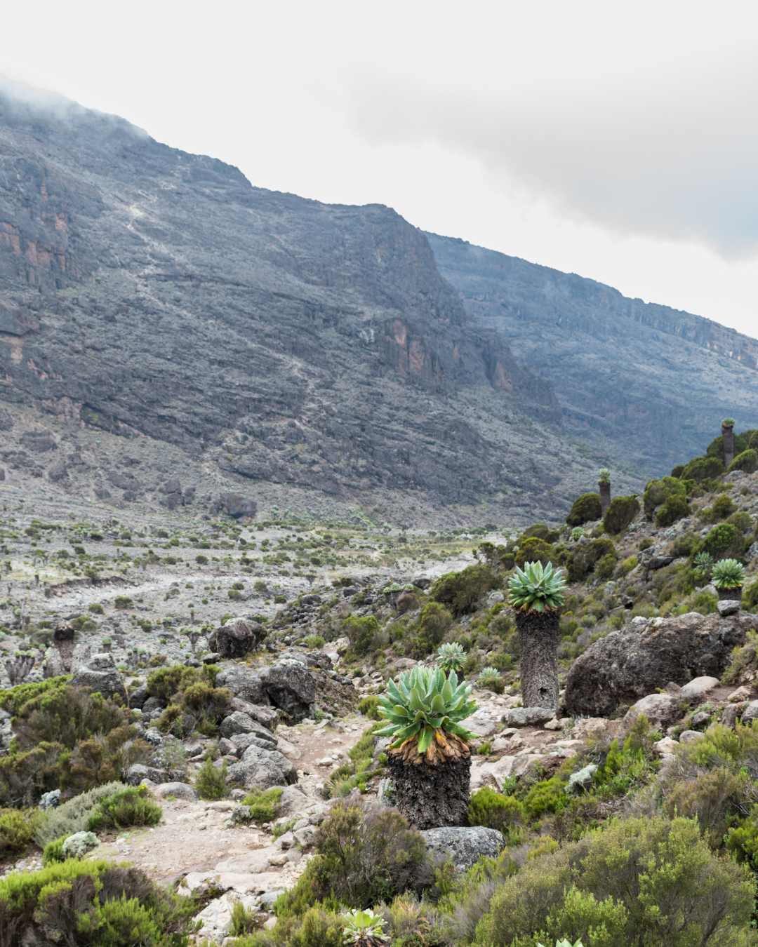 7 Days Machame Route Kilimanjaro with Serengeti Wild Tours