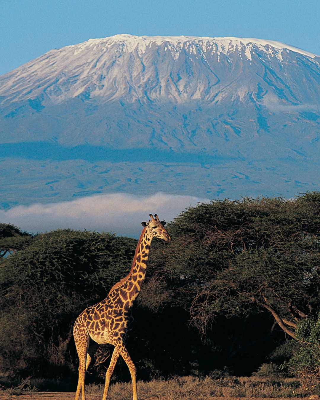 Giraffe below the snow-capped slopes of Mount Kilimanjaro