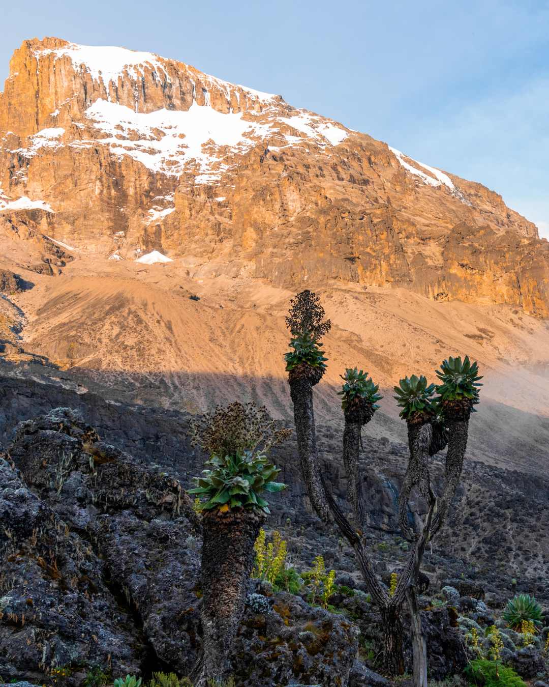 7 Days Lemosho Route Kilimanjaro guided climb with Serengeti Wild Tours