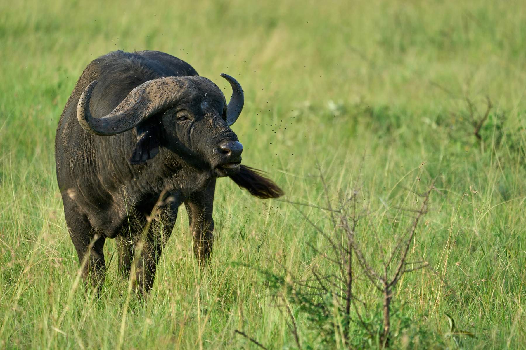 Buffalo in Ngorongoro Crater