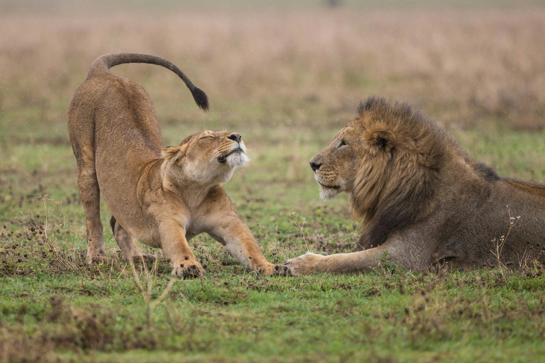 8 Day Tanzania Honeymoon Safari and Zanzibar