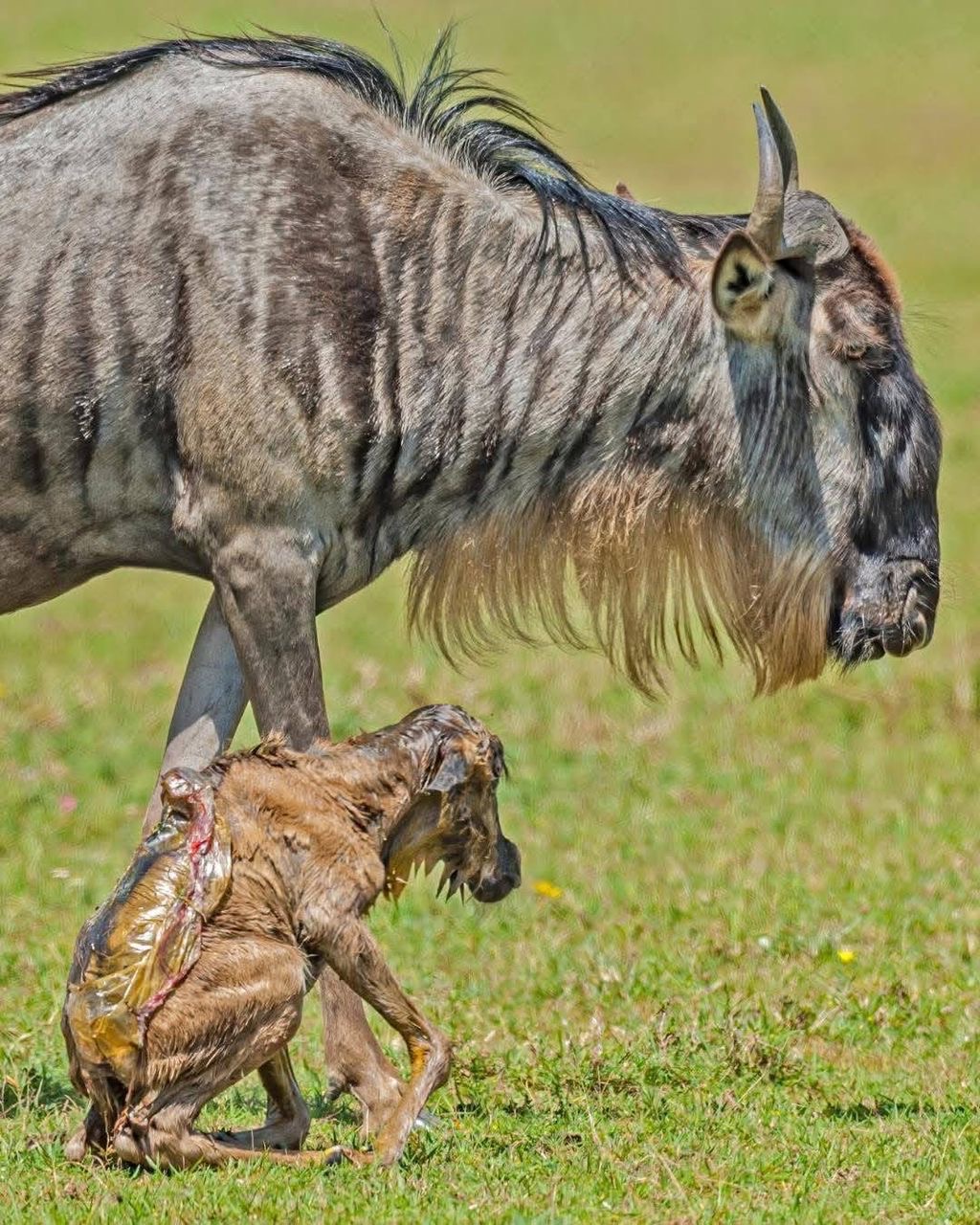 Newborn wildebeest calf during an Ndutu calving safari