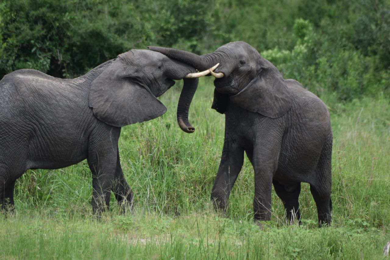 Begin your honeymoon among Tarangire elephants