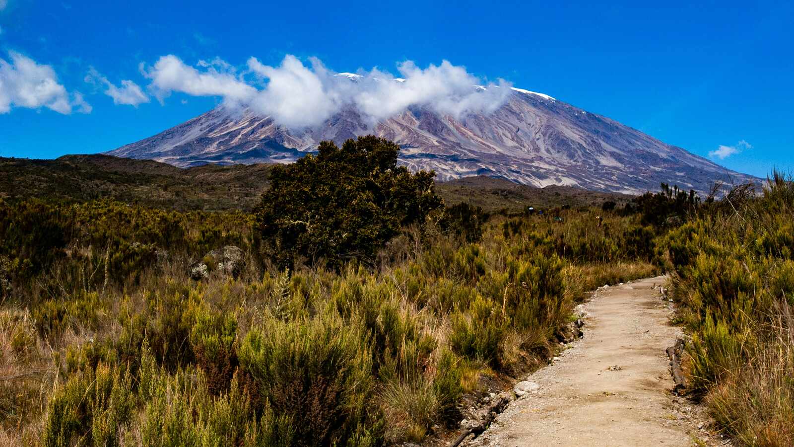 7 Days Rongai Route Kilimanjaro with Serengeti Wild Tours