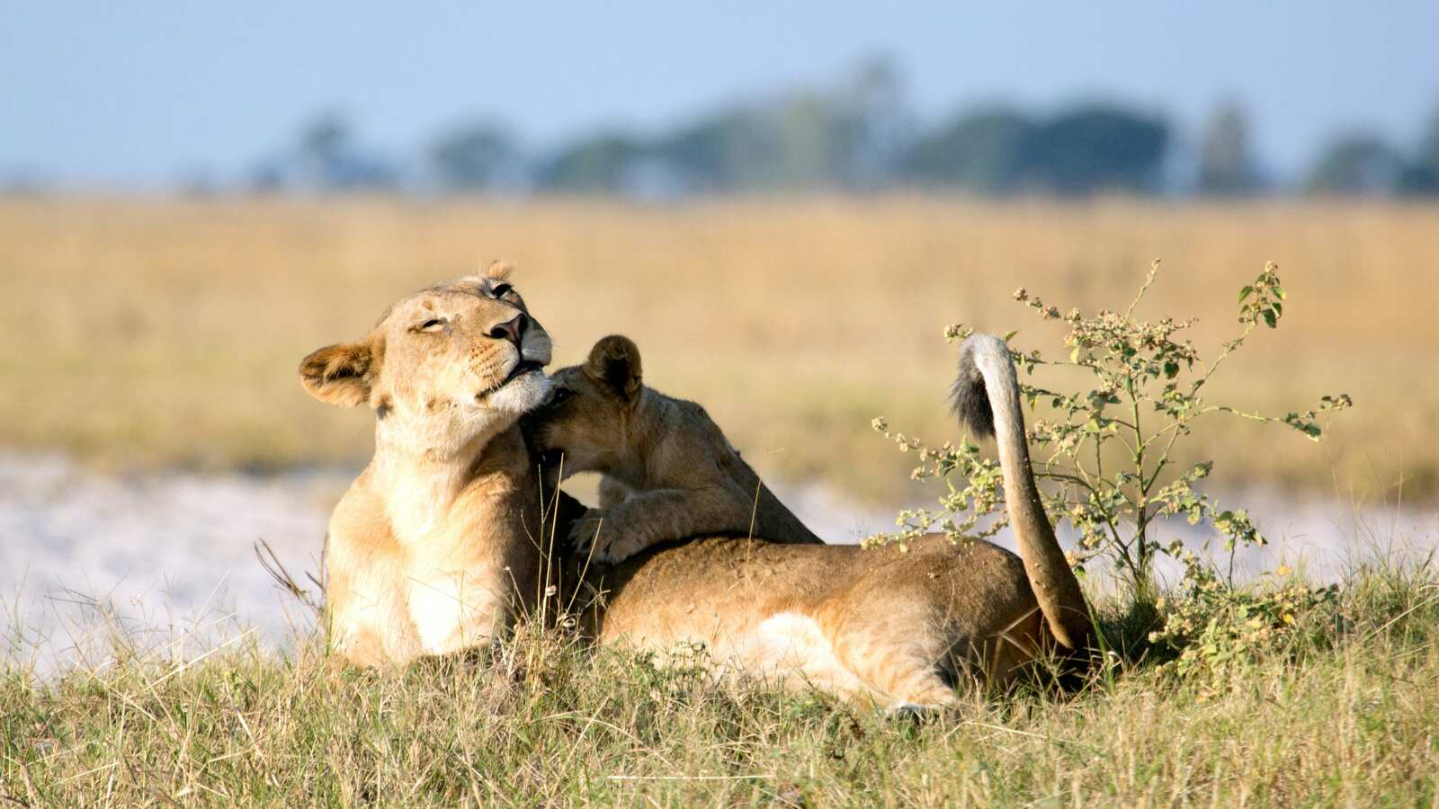 Lion pride in Central Serengeti