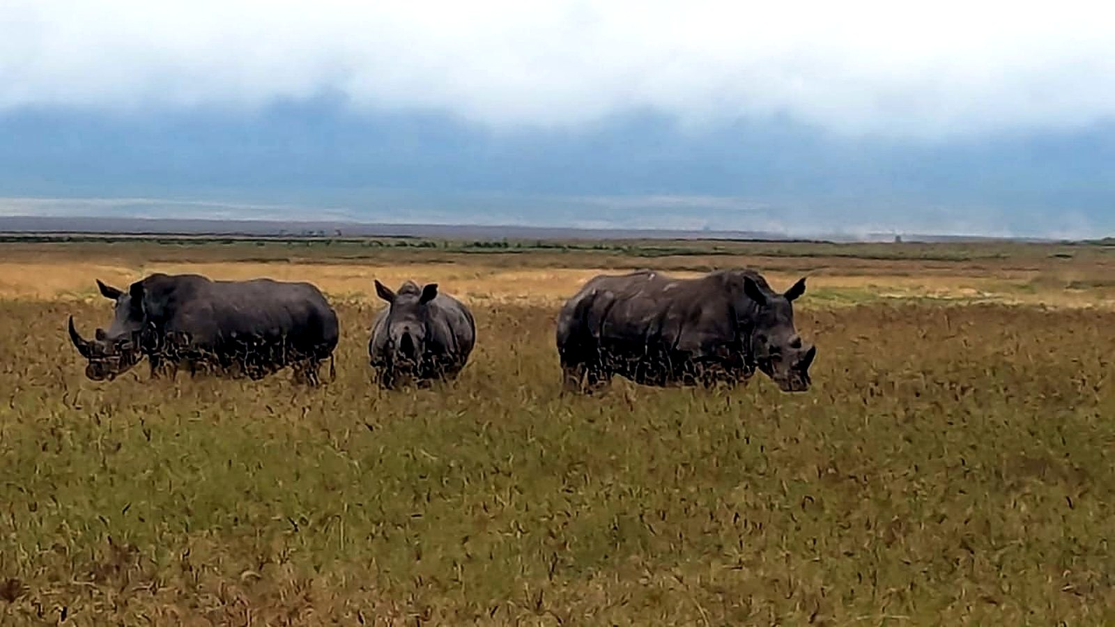 Black rhino family in Ngorongoro Crater